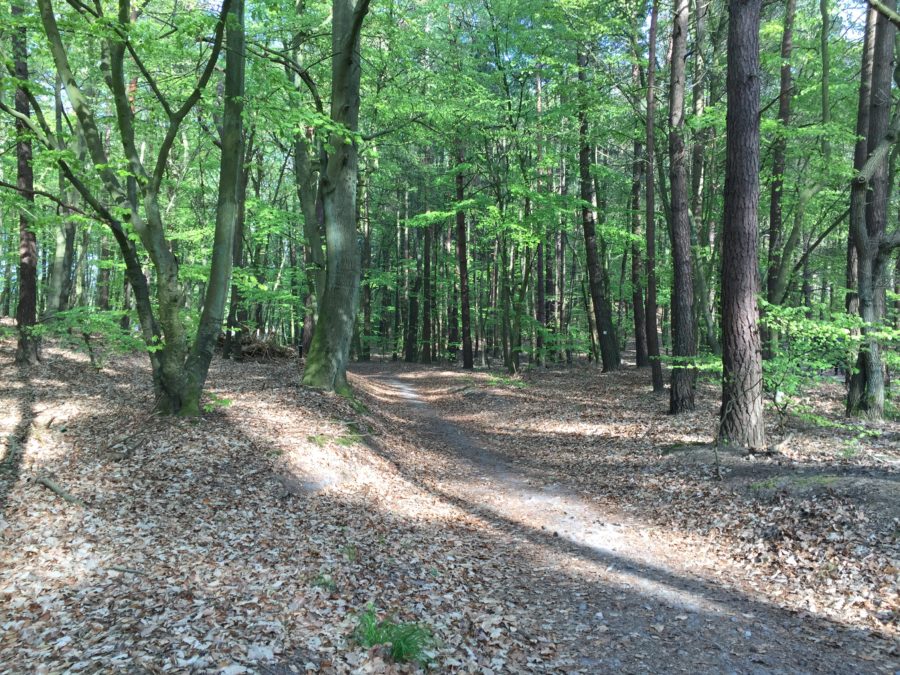 forest with hiking trail | Imperial Baths Usedom